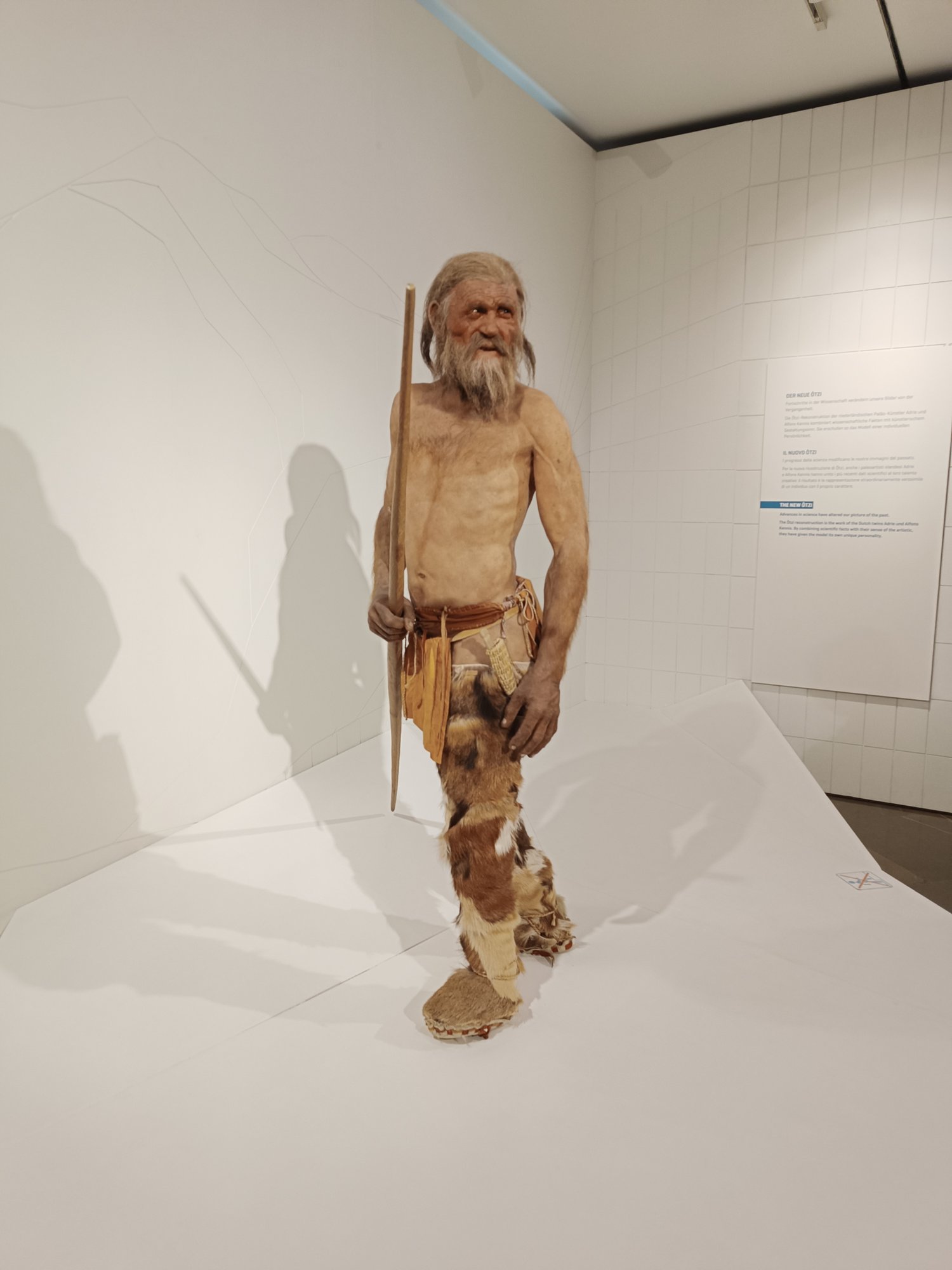A desiccated mummified body with a wooden-shafted implement, mounted upright in a museum display case