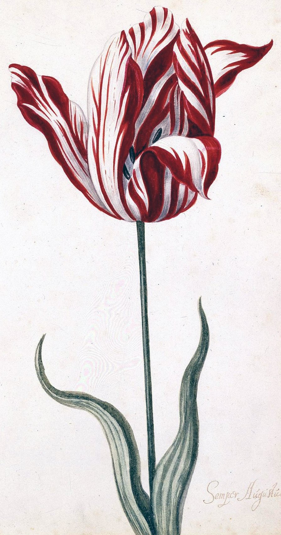 Botanical illustration of a single red and white streaked tulip with its stem and leaves against a plain ground